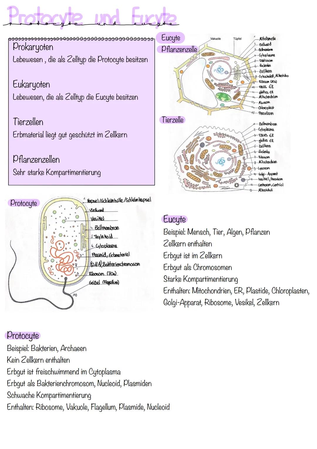 Protacyte und Eucyte
poṣſîÿ************999999999999999999999⁹99 Eucyte
Prokaryoten
Lebewesen, die als Zelltyp die Protocyte besitzen
Eukaryo