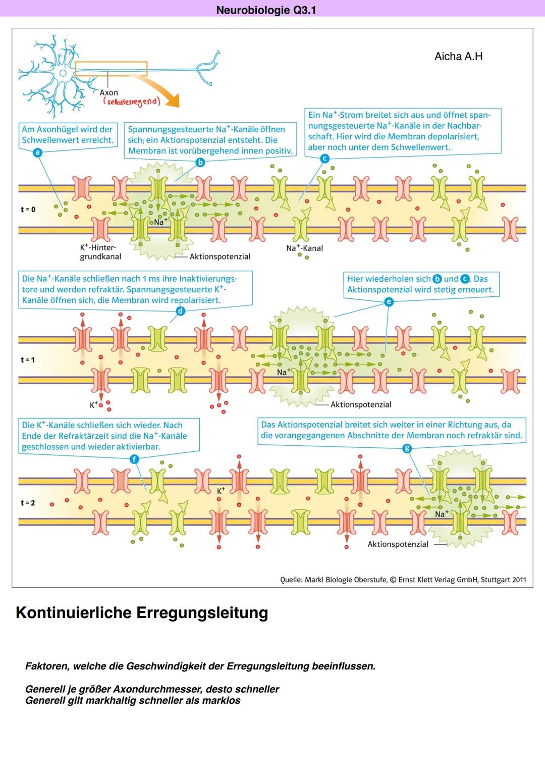 Neurobiologie Q3.1
Aicha A.H
Axon
(sellosterregend)
Am Axonhügel wird der
Schwellenwert erreicht.
Spannungsgesteuerte Na*-Kanäle öffnen
sich