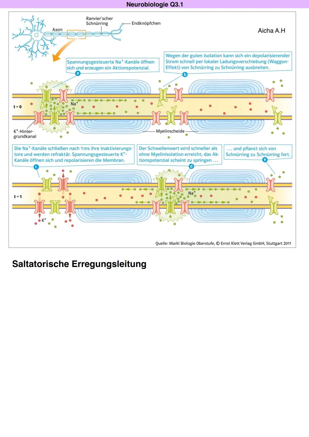 Neurobiologie Q3.1
Aicha A.H
Axon
(sellosterregend)
Am Axonhügel wird der
Schwellenwert erreicht.
Spannungsgesteuerte Na*-Kanäle öffnen
sich