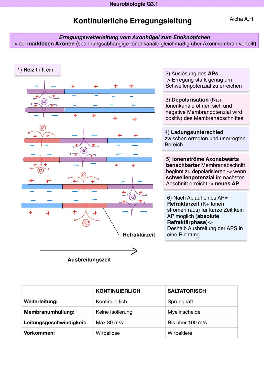 Neurobiologie Q3.1
Aicha A.H
Axon
(sellosterregend)
Am Axonhügel wird der
Schwellenwert erreicht.
Spannungsgesteuerte Na*-Kanäle öffnen
sich