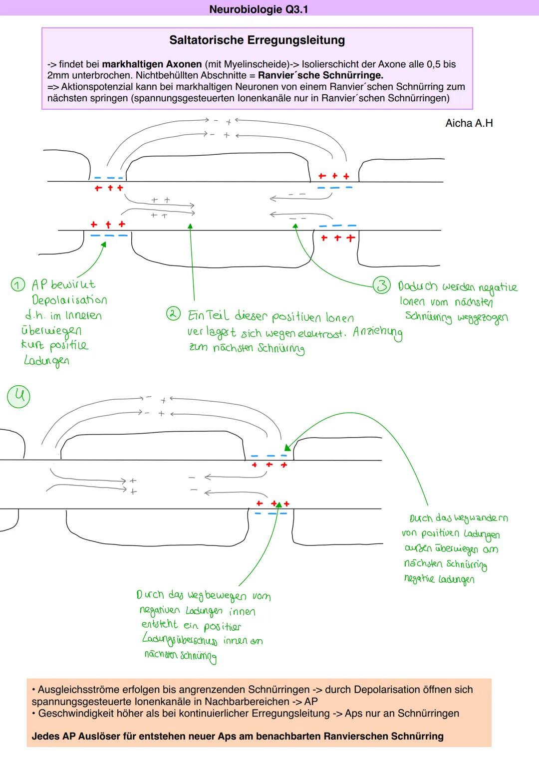 Neurobiologie Q3.1
Aicha A.H
Axon
(sellosterregend)
Am Axonhügel wird der
Schwellenwert erreicht.
Spannungsgesteuerte Na*-Kanäle öffnen
sich