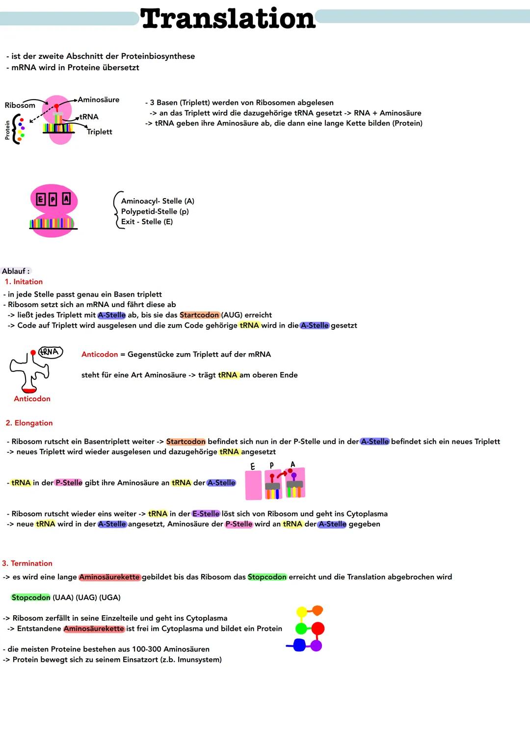 # Translation

- ist der zweite Abschnitt der Proteinbiosynthese
- mRNA wird in Proteine übersetzt

→Aminosäure
Ribosom
tRNA
Protein
Triplet