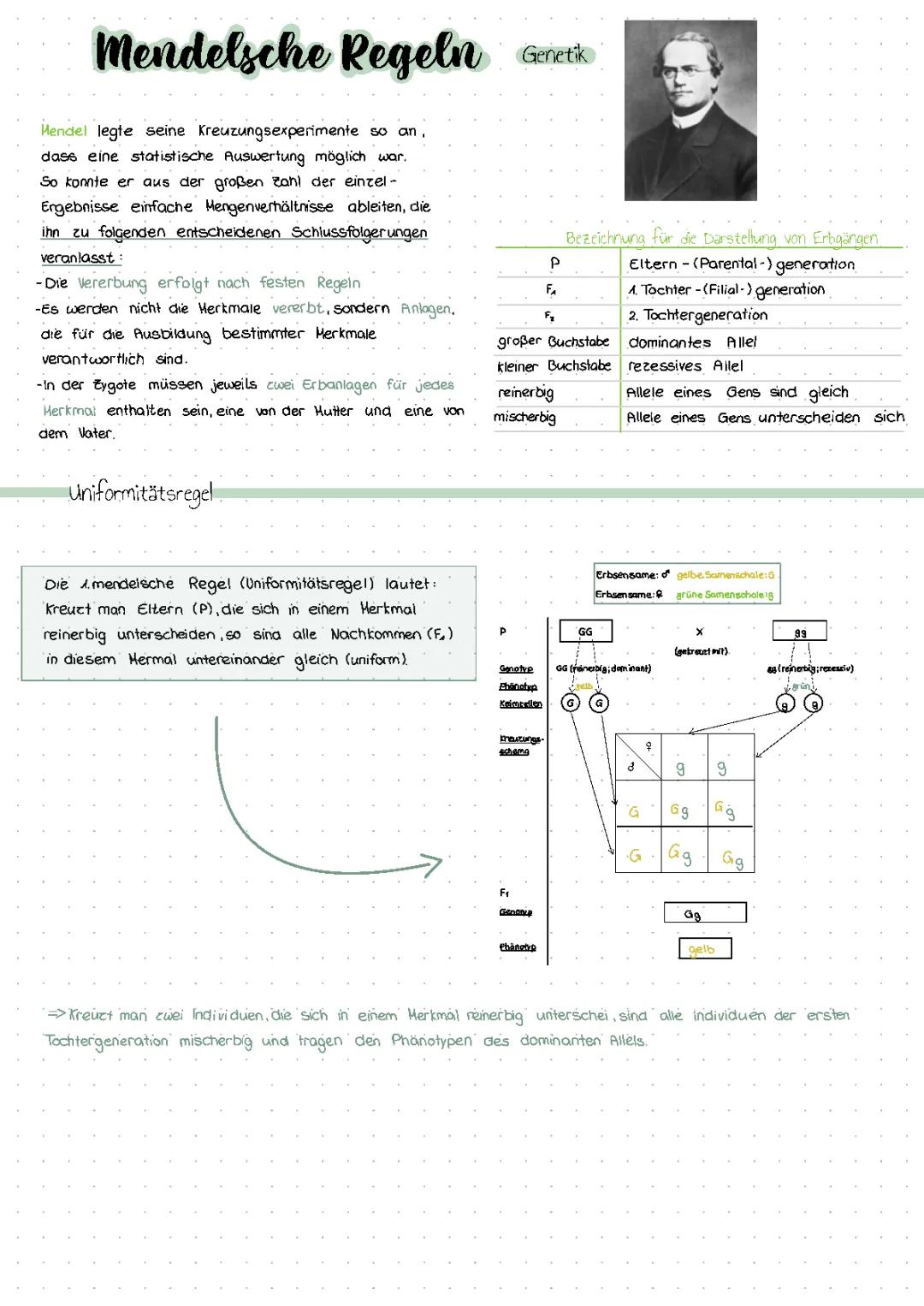 Mendelsche regeln genetik 
