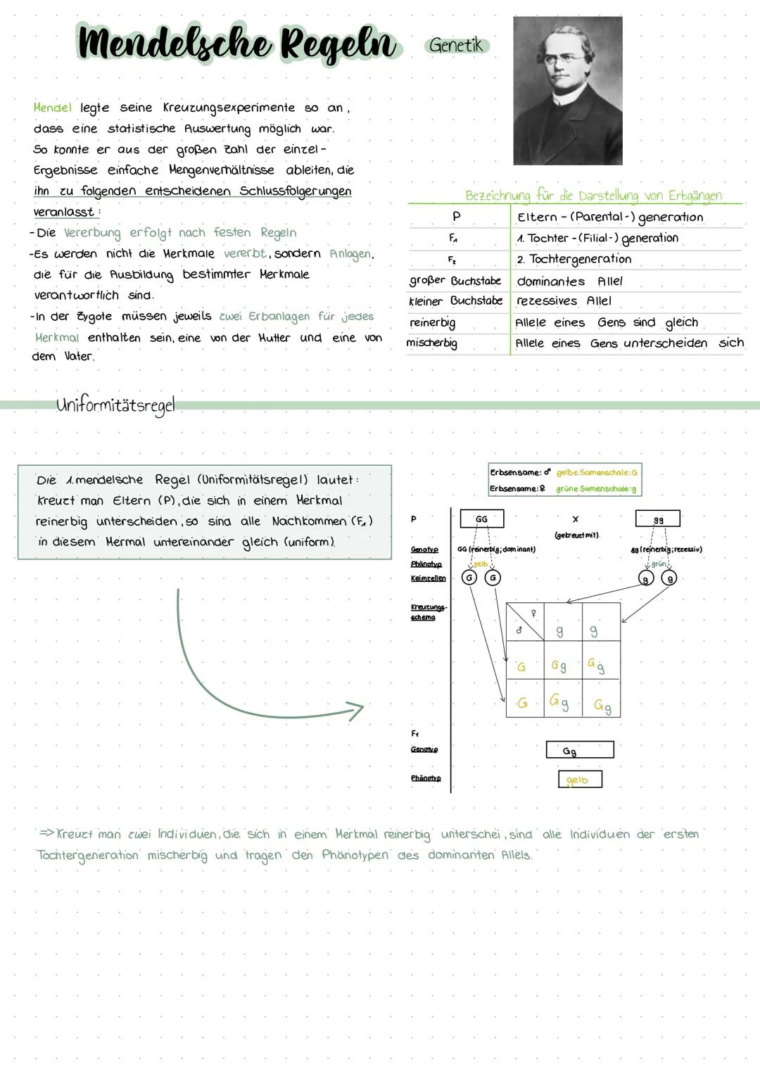 Mendelsche Regeln Genetik
Mendel legte seine Kreuzungsexperimente so an
dass eine statistische Auswertung möglich war.
So konnte er aus der 