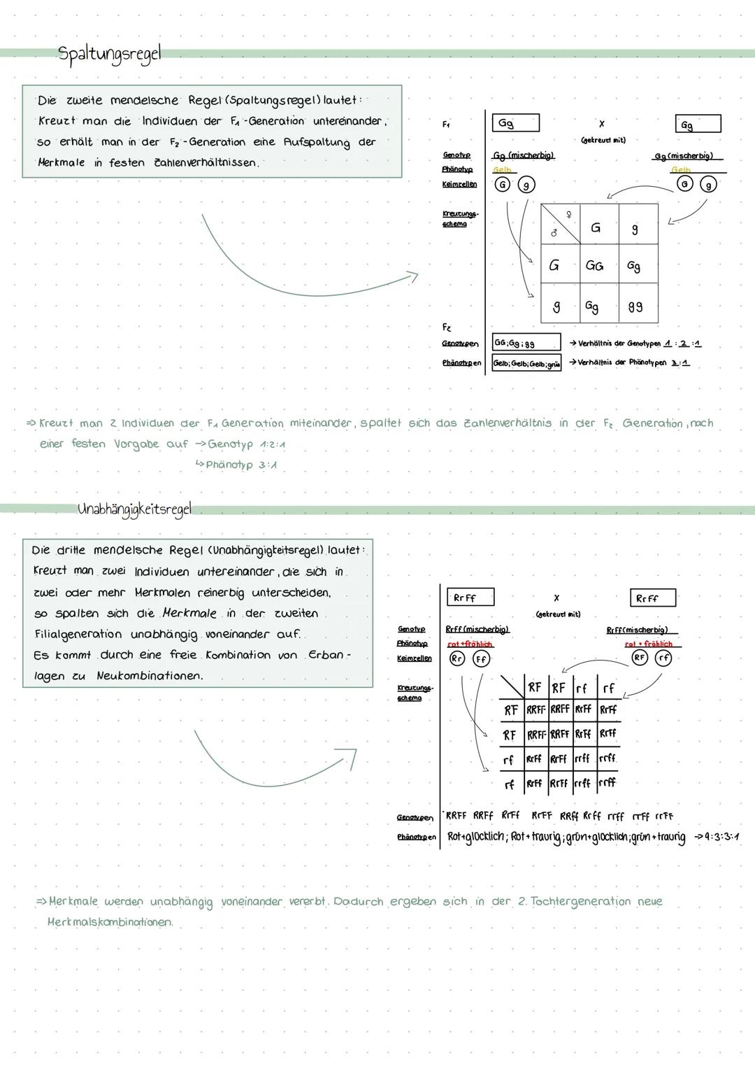 Mendelsche Regeln Genetik
Mendel legte seine Kreuzungsexperimente so an
dass eine statistische Auswertung möglich war.
So konnte er aus der 