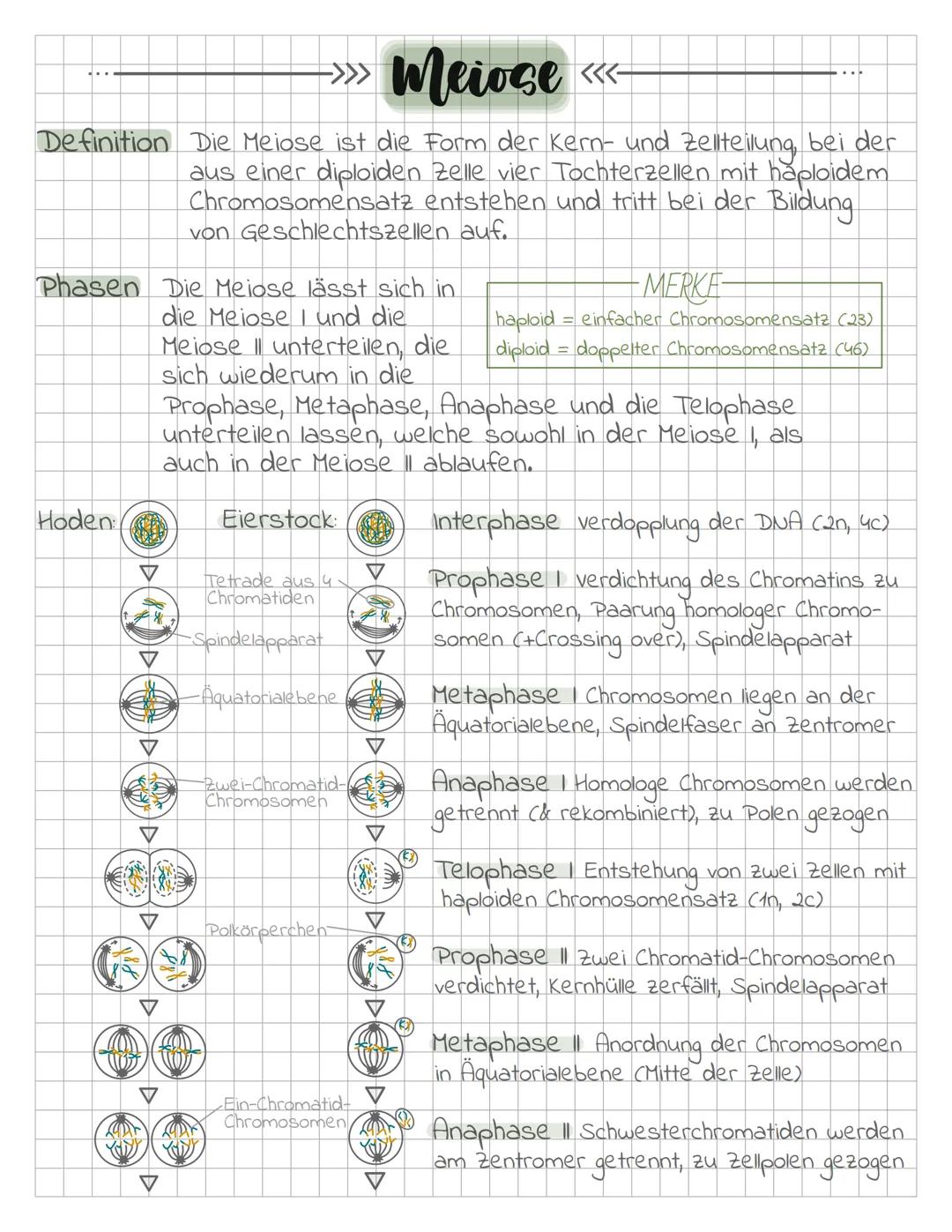 >>> Meiose <<<

Definition Die Meiose ist die Form der Kern- und Zellteilung, bei der
aus einer diploiden Zelle vier Tochterzellen mit haplo