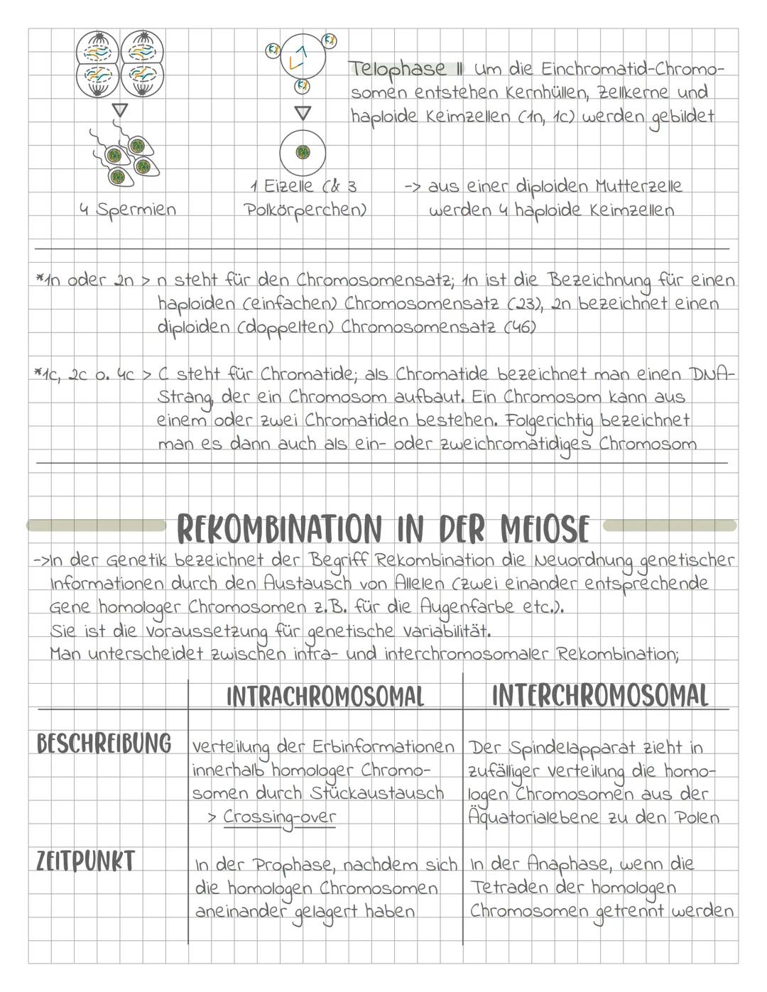 >>> Meiose <<<

Definition Die Meiose ist die Form der Kern- und Zellteilung, bei der
aus einer diploiden Zelle vier Tochterzellen mit haplo