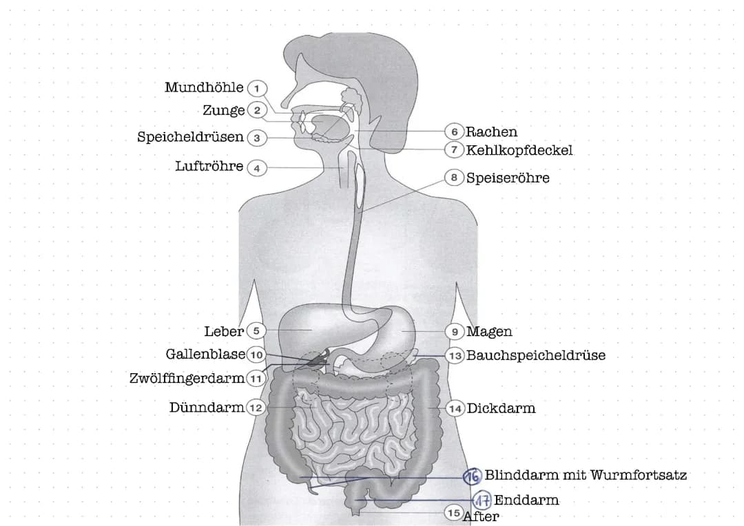 Verdauung und Enzyme