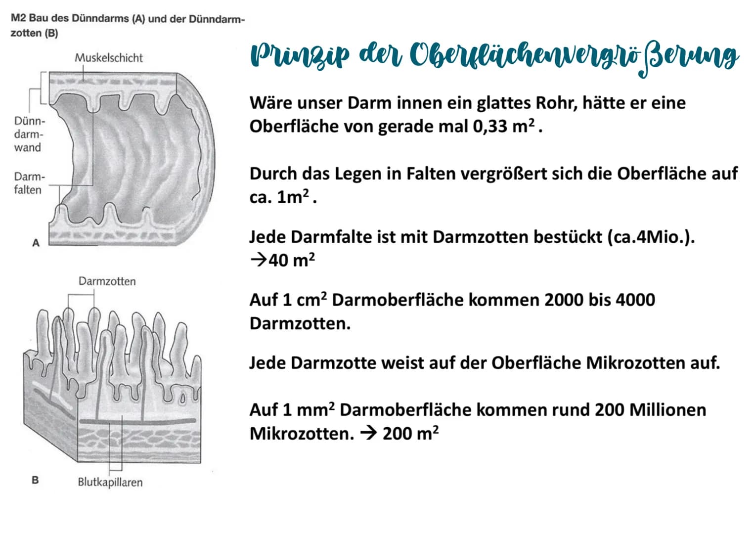 Mundhöhle (1
Zunge 2
Speicheldrüsen (3
Luftröhre (4
Leber (5
Gallenblase 10
Zwölffingerdarm 11
Dünndarm 12
6) Rachen
7 Kehlkopfdeckel
8 Spei