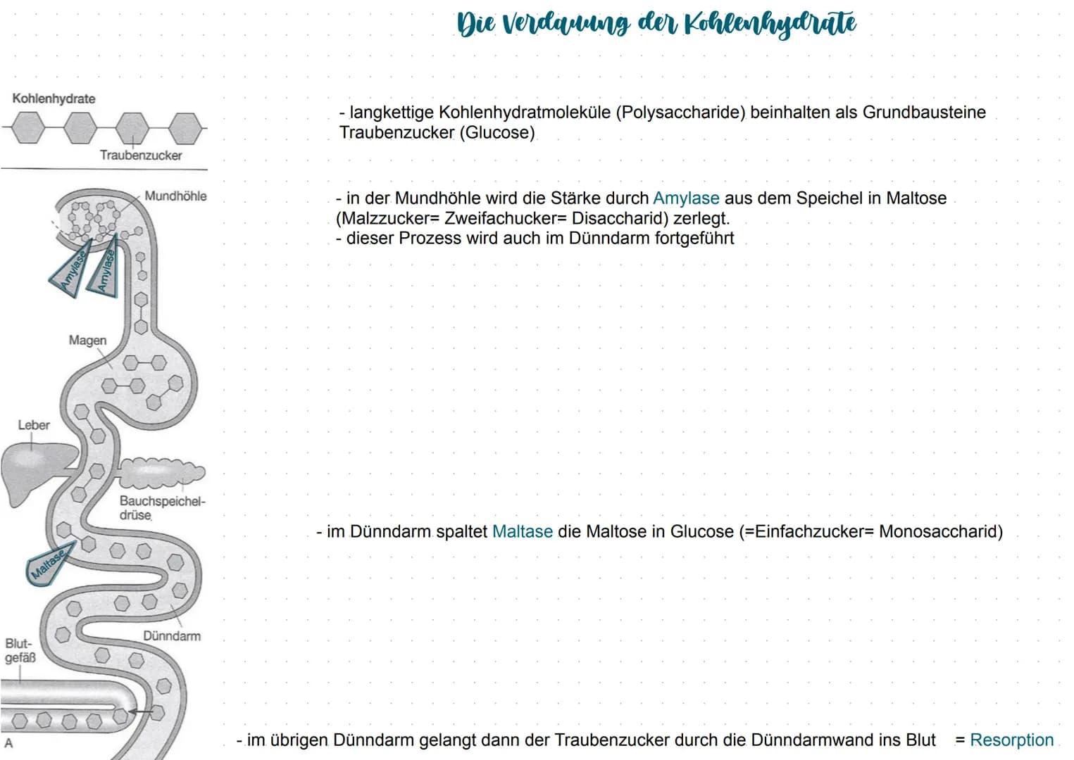 Mundhöhle (1
Zunge 2
Speicheldrüsen (3
Luftröhre (4
Leber (5
Gallenblase 10
Zwölffingerdarm 11
Dünndarm 12
6) Rachen
7 Kehlkopfdeckel
8 Spei