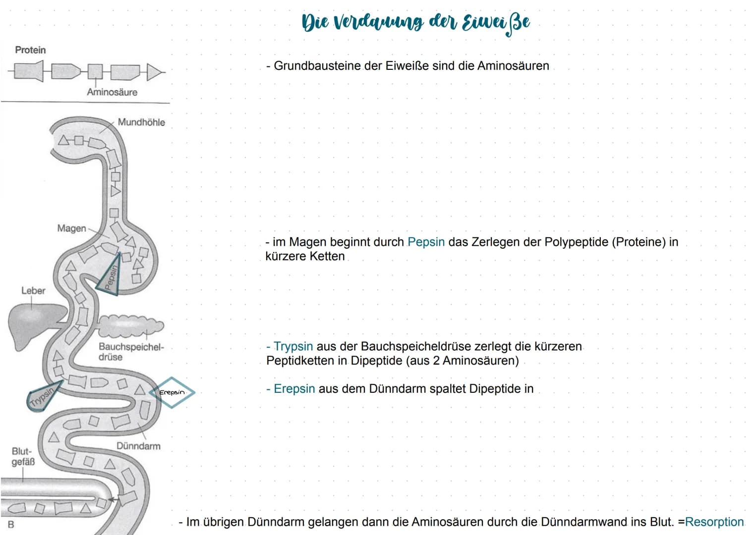 Mundhöhle (1
Zunge 2
Speicheldrüsen (3
Luftröhre (4
Leber (5
Gallenblase 10
Zwölffingerdarm 11
Dünndarm 12
6) Rachen
7 Kehlkopfdeckel
8 Spei
