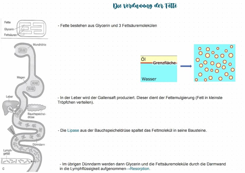 Mundhöhle (1
Zunge 2
Speicheldrüsen (3
Luftröhre (4
Leber (5
Gallenblase 10
Zwölffingerdarm 11
Dünndarm 12
6) Rachen
7 Kehlkopfdeckel
8 Spei