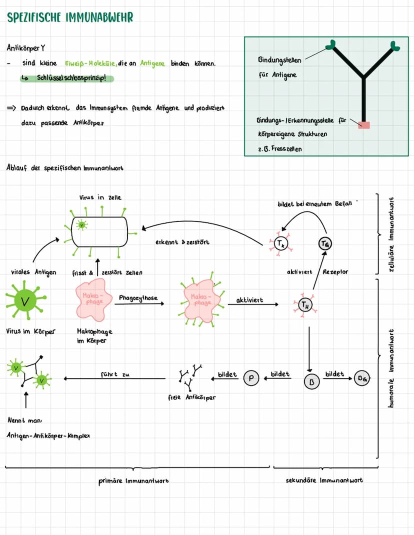 SPEZIFISCHE IMMUNABWEHR
Antikörper Y
sind kleine Eiweiß-Molekule, die an Antigene binden können.
↳ Schlüssel schlossprinzip!
=> Dadurch erke