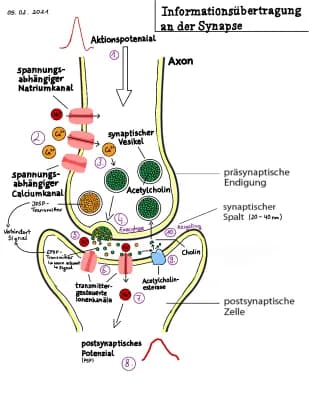 Know Informationsübertragung an der Synapse thumbnail