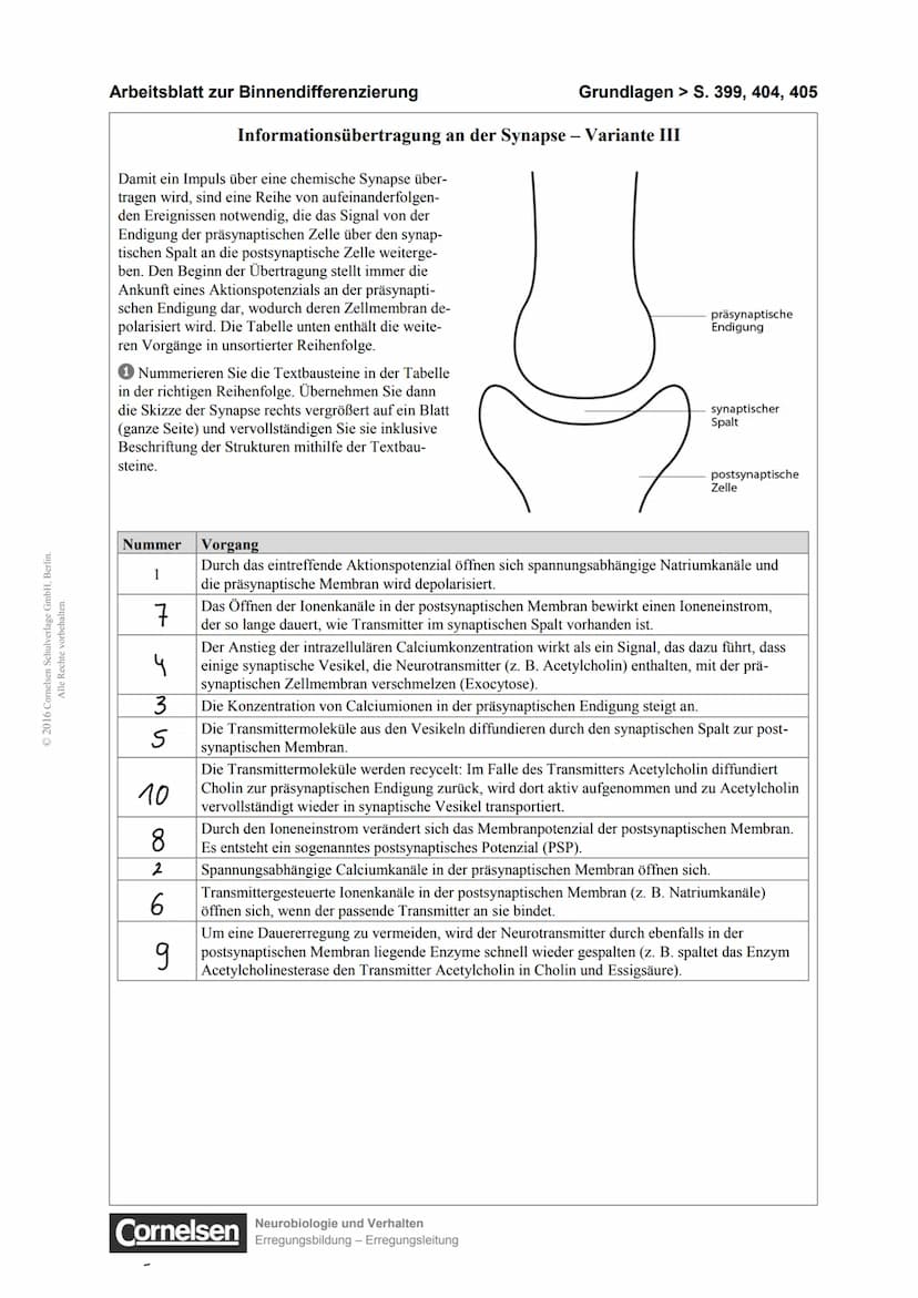 05. 02. 2021
spannungs-
abhängiger
Natriumkanal
2.
Verhindert
Signal
Ca²
Na
Ca²
spannungs-
abhängiger
Calciumkanal
JPSP-
Transmitter
Л
EPSP-