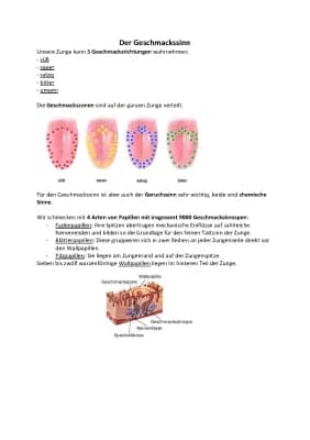 Know Handout/Infoblatt Geschmackssinn  thumbnail