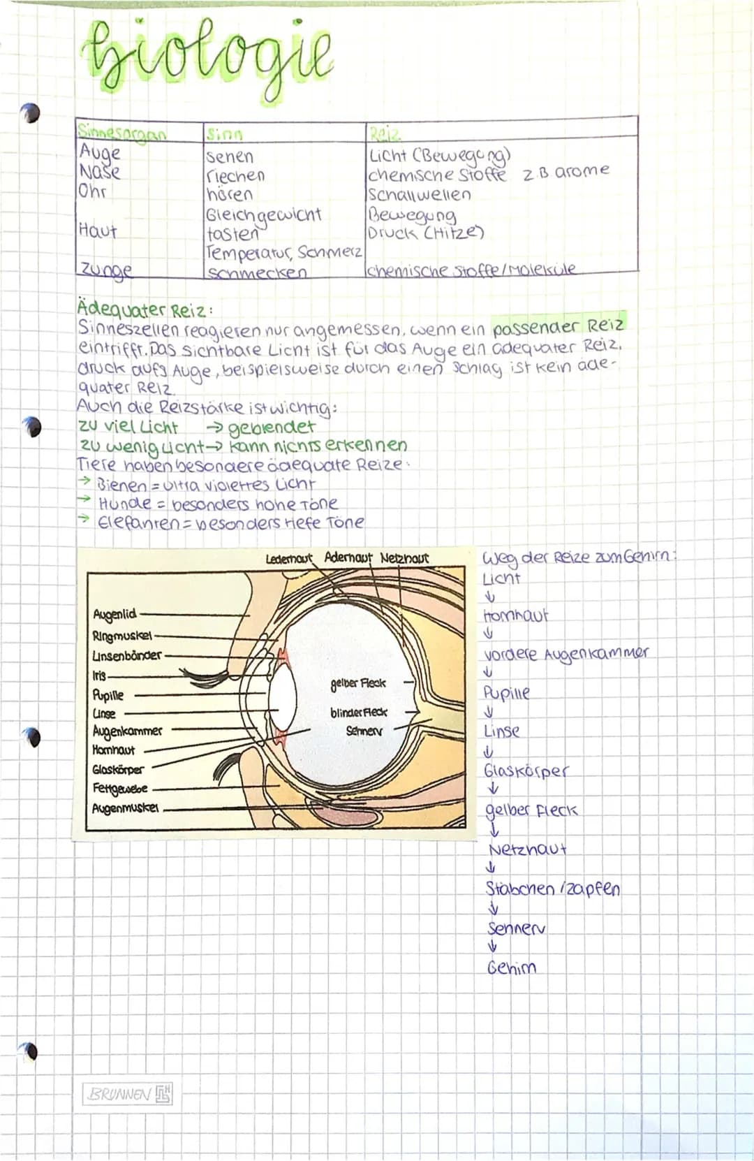 Das Auge/Netzhaut/Akkomodation