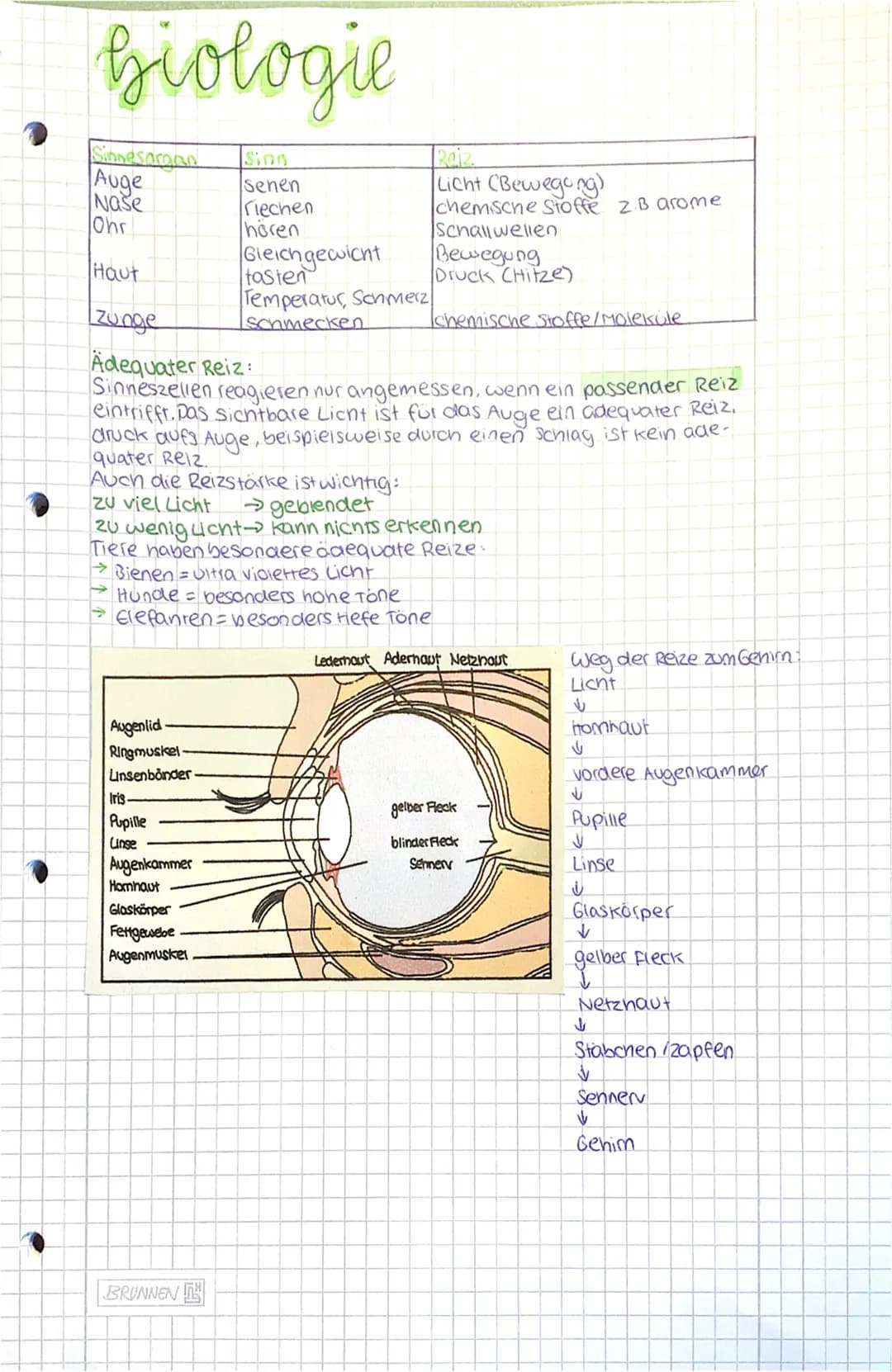 biologie
Sinnes organ
Auge
Naše
Ohr
Haut
| Zunge
Adequater Reiz:
Sinneszellen reagieren nur angemessen, wenn ein passender Reiz
eintrifft. D