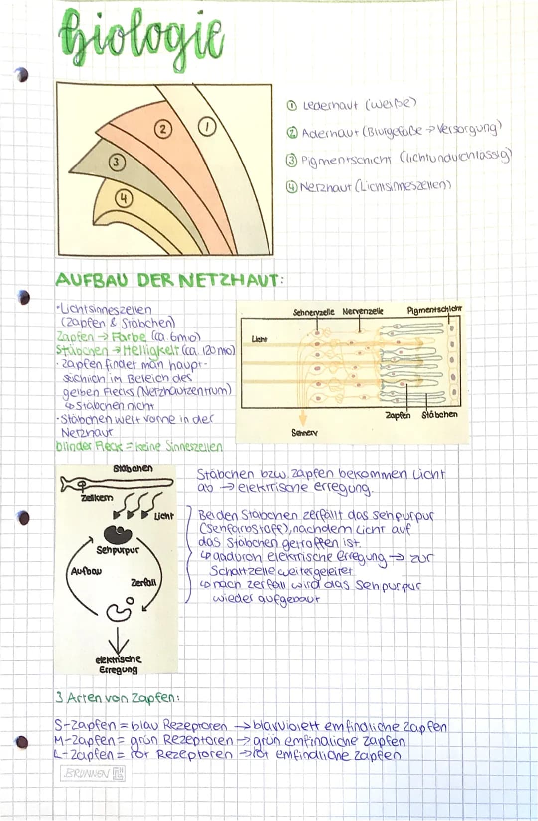 biologie
Sinnes organ
Auge
Naše
Ohr
Haut
| Zunge
Adequater Reiz:
Sinneszellen reagieren nur angemessen, wenn ein passender Reiz
eintrifft. D