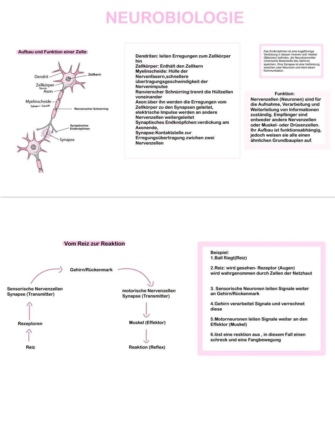 Neurobiologie: Nervenzellmembran und Ruhepotential
