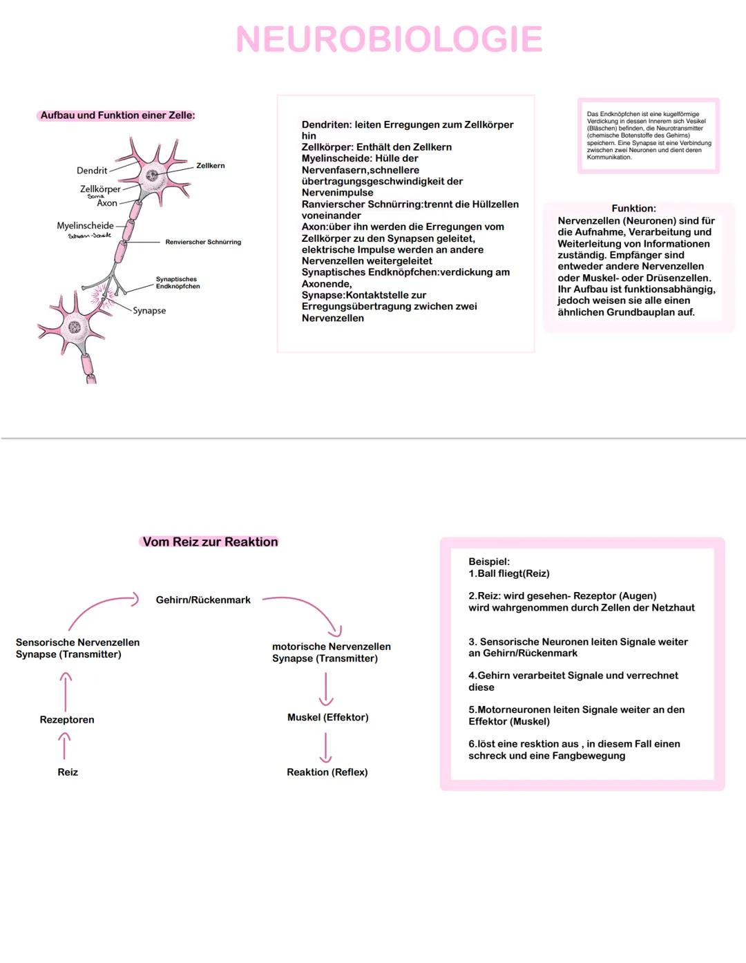 Aufbau und Funktion einer Zelle:
Dendrit
Zellkörper
Soma
Axon
Myelinscheide-
Schwann-Schade
Sensorische Nervenzellen
Synapse (Transmitter)
R