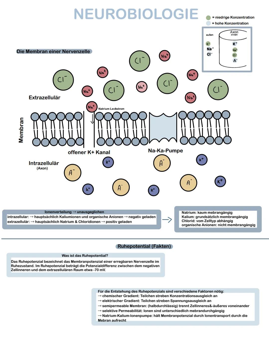 Aufbau und Funktion einer Zelle:
Dendrit
Zellkörper
Soma
Axon
Myelinscheide-
Schwann-Schade
Sensorische Nervenzellen
Synapse (Transmitter)
R