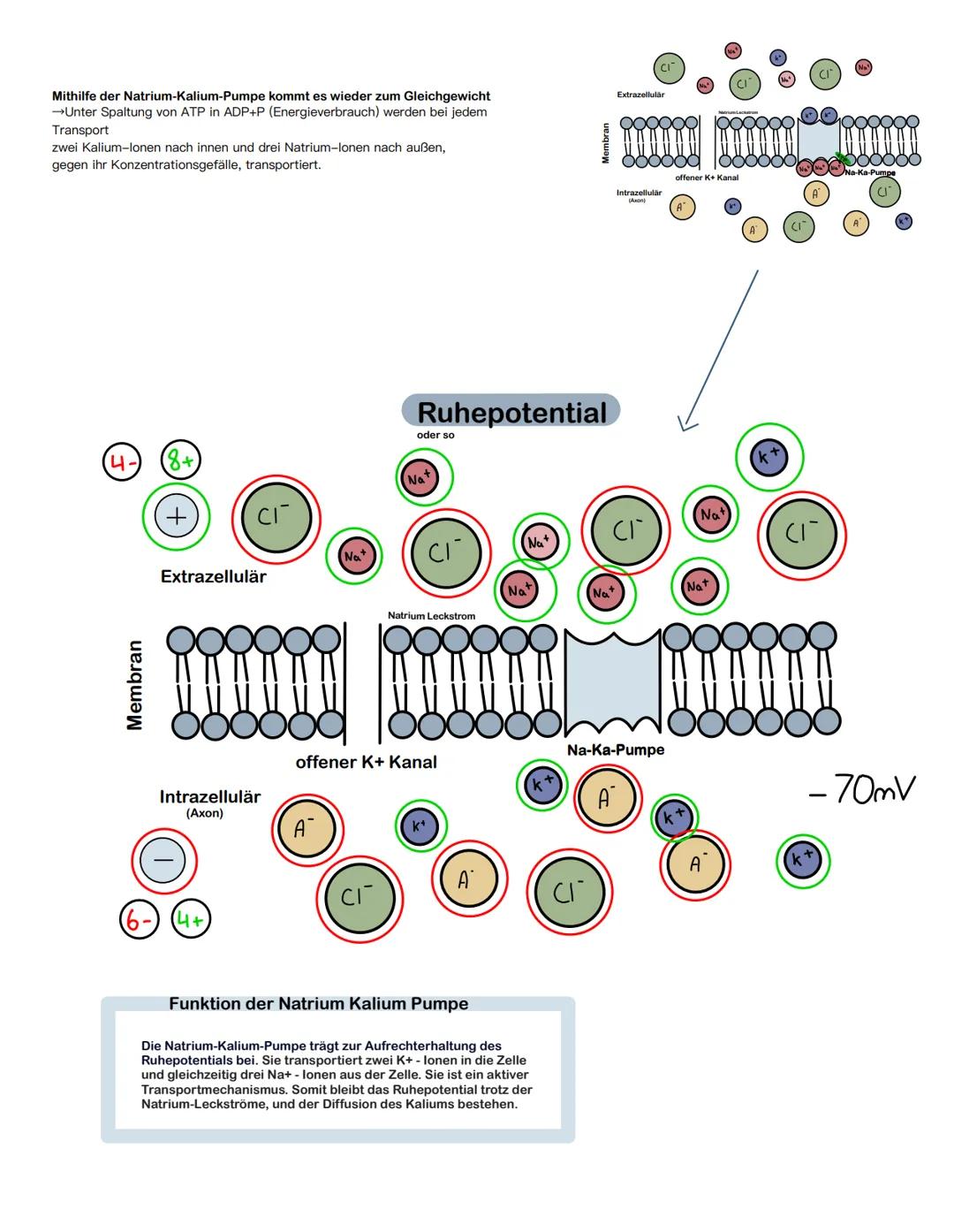 Aufbau und Funktion einer Zelle:
Dendrit
Zellkörper
Soma
Axon
Myelinscheide-
Schwann-Schade
Sensorische Nervenzellen
Synapse (Transmitter)
R