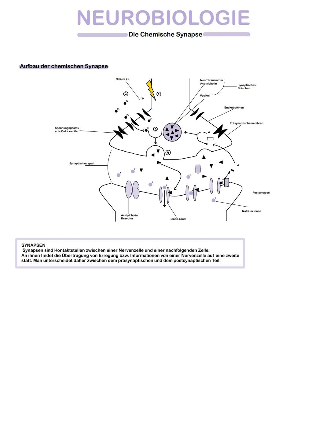 Aufbau und Funktion einer Zelle:
Dendrit
Zellkörper
Soma
Axon
Myelinscheide-
Schwann-Schade
Sensorische Nervenzellen
Synapse (Transmitter)
R