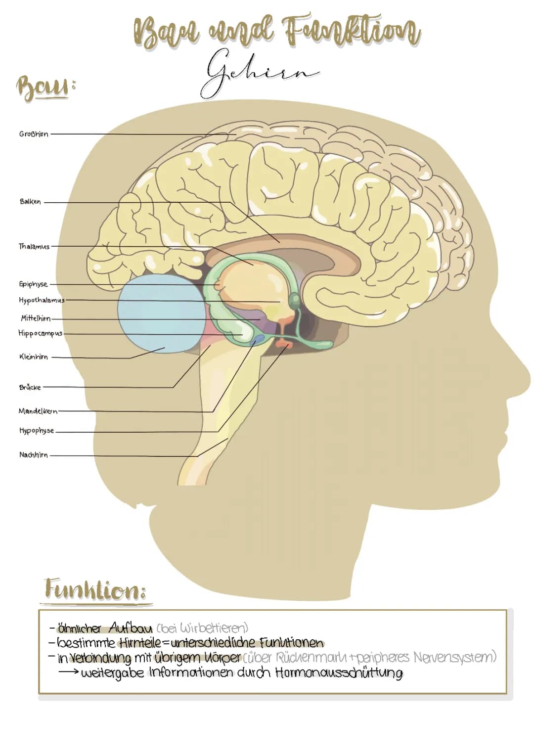 Gehirn einfach erklärt: Hippocampus, Hypothalamus und Thalamus