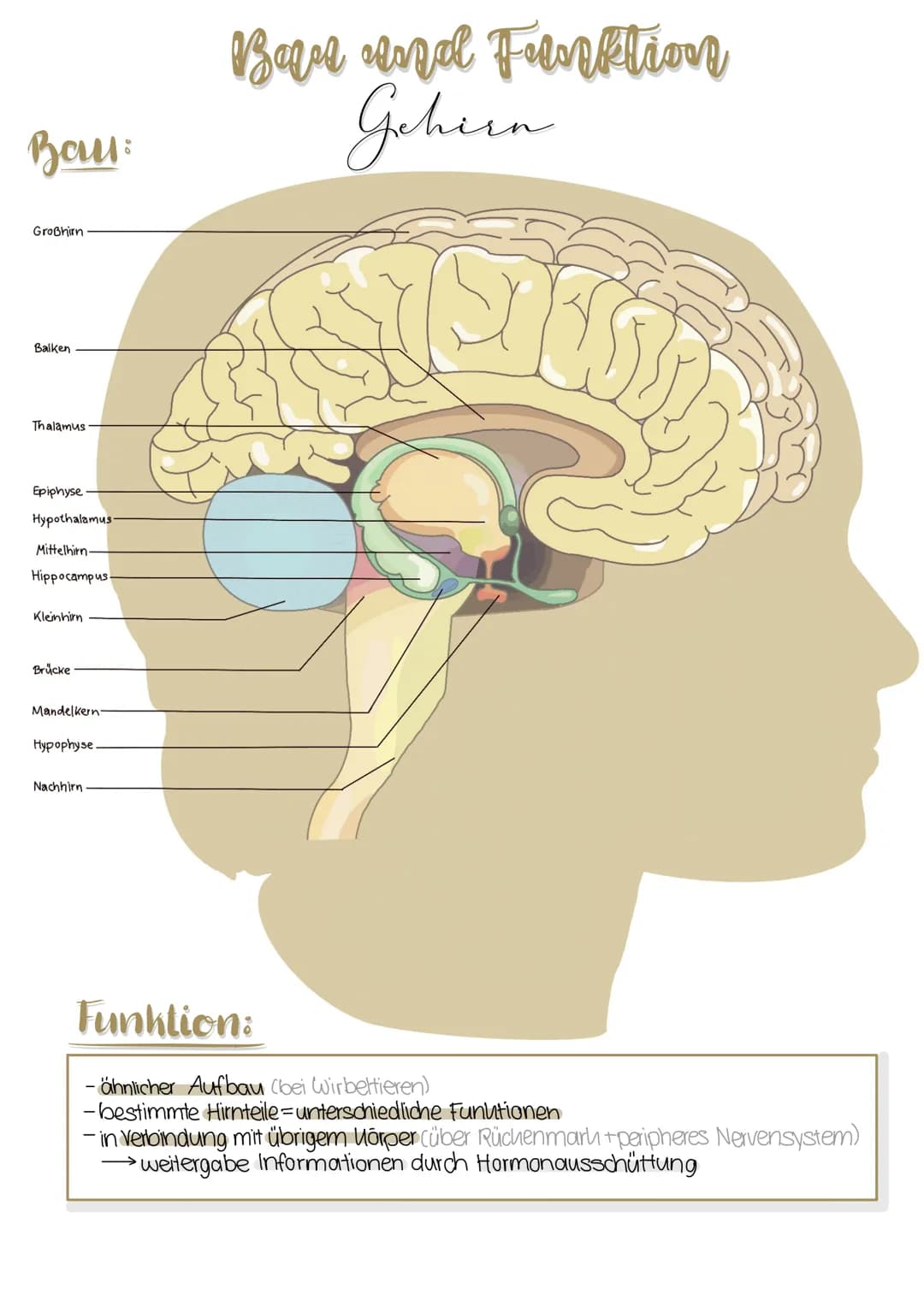 Ван:
Großhirn
Balken
Thalamus
Epiphyse.
Hypothalamus-
Mittelhirn.
Hippocampus.
Kleinhirn
Brücke
Mandelkern-
Hypophyse
Nachhirn.
Baa and Funk