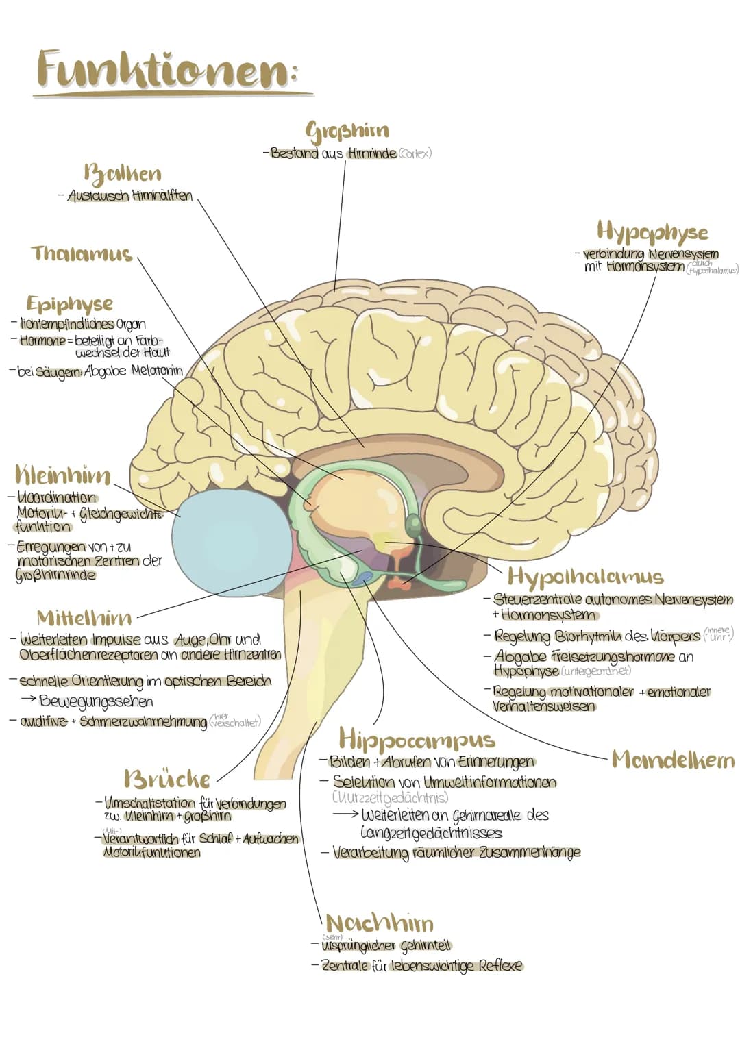 Ван:
Großhirn
Balken
Thalamus
Epiphyse.
Hypothalamus-
Mittelhirn.
Hippocampus.
Kleinhirn
Brücke
Mandelkern-
Hypophyse
Nachhirn.
Baa and Funk