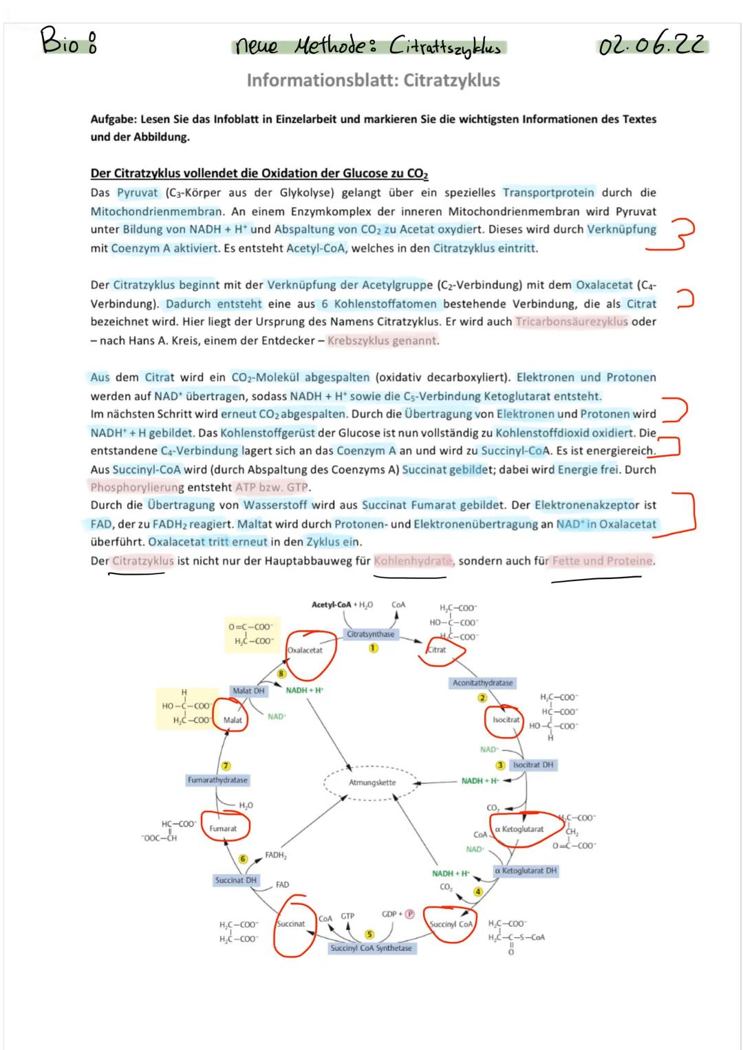 Bio !
neue Methode: Citrattszyklus
Informationsblatt: Citratzyklus
Aufgabe: Lesen Sie das Infoblatt in Einzelarbeit und markieren Sie die wi