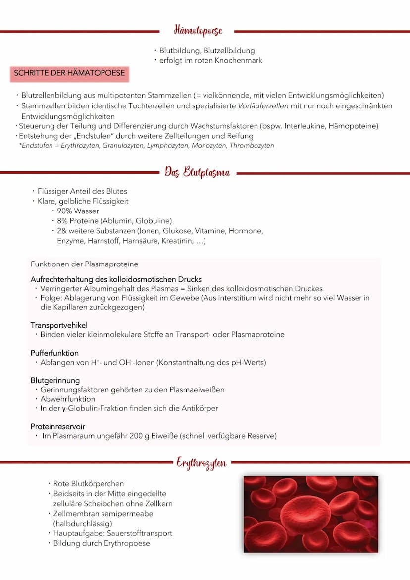 Blut 5 Liter
TRANSPORT
• Transport von Sauerstoff und
Nährstoffen zu den Zellen
• Abtransport von Kohlendioxid und
Stoffwechselabfallprodukt