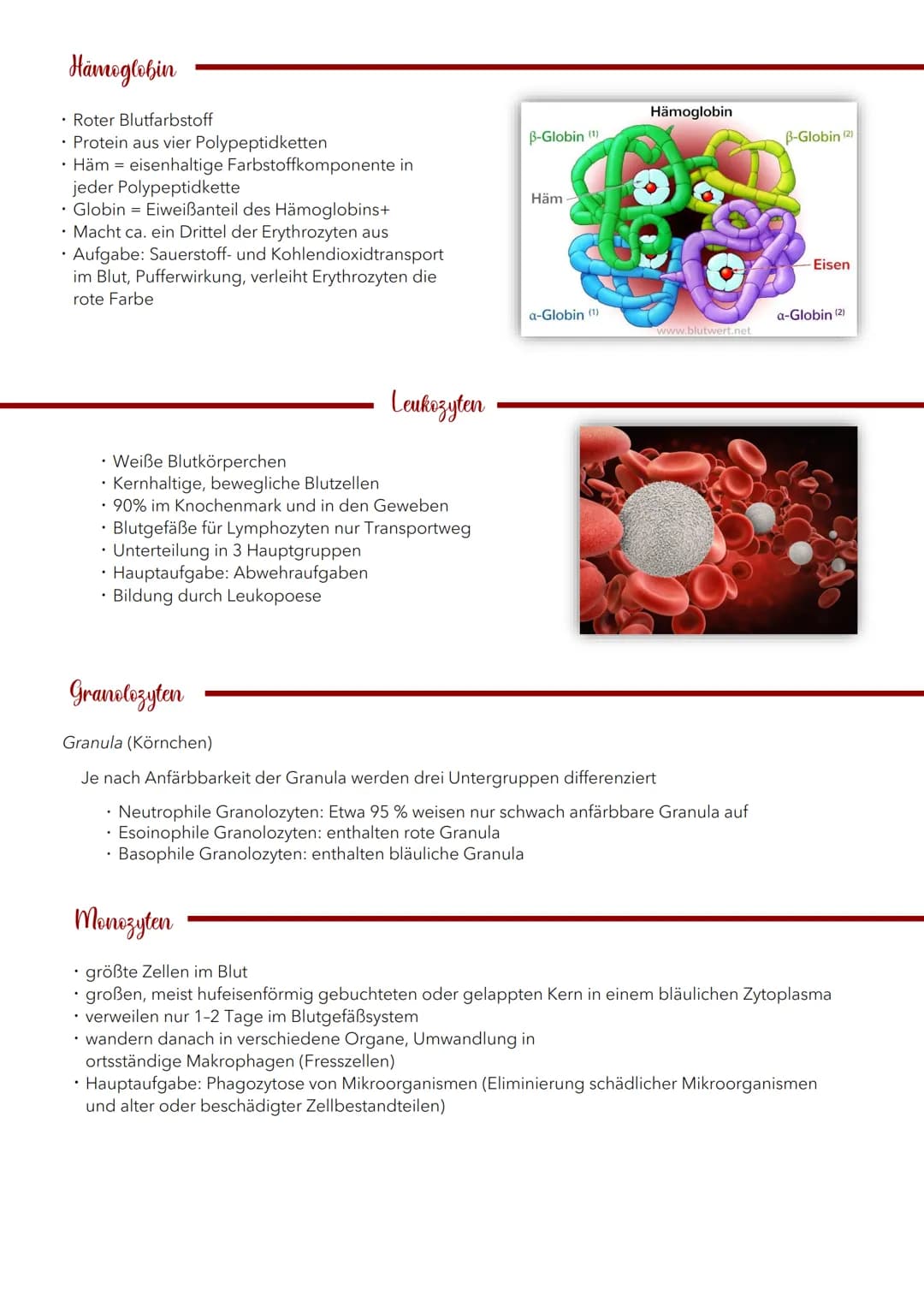 Blut 5 Liter
TRANSPORT
• Transport von Sauerstoff und
Nährstoffen zu den Zellen
• Abtransport von Kohlendioxid und
Stoffwechselabfallprodukt