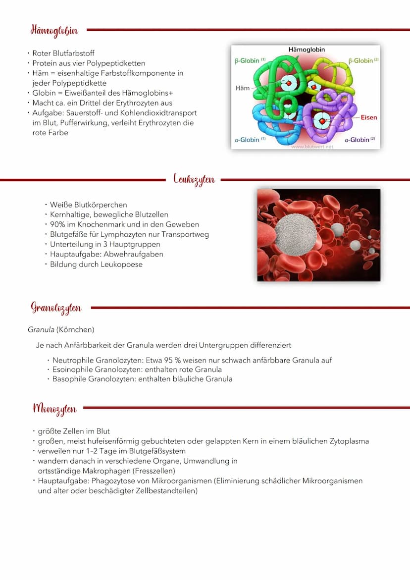 Blut 5 Liter
TRANSPORT
• Transport von Sauerstoff und
Nährstoffen zu den Zellen
• Abtransport von Kohlendioxid und
Stoffwechselabfallprodukt