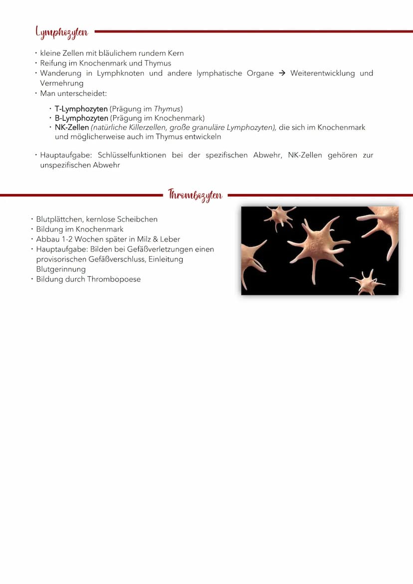 Blut 5 Liter
TRANSPORT
• Transport von Sauerstoff und
Nährstoffen zu den Zellen
• Abtransport von Kohlendioxid und
Stoffwechselabfallprodukt