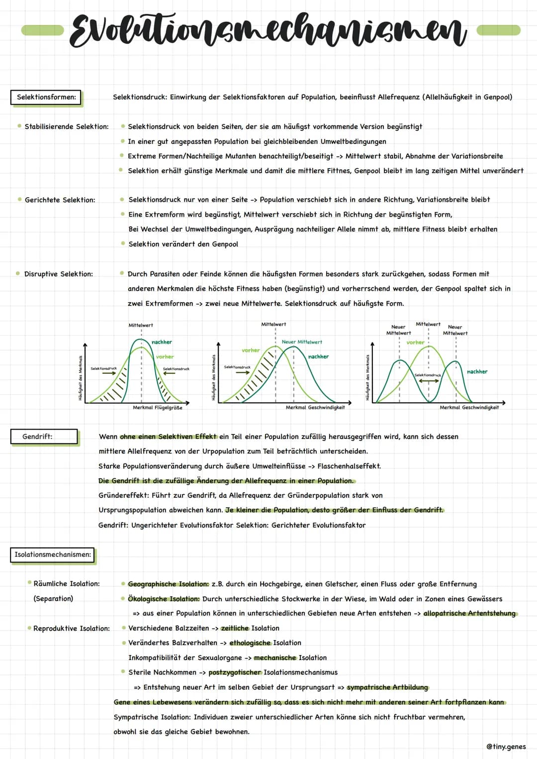 Evolutionsmechanismen
Selektionsformen:
Stabilisierende Selektion: • Selektionsdruck von beiden Seiten, der sie am häufigst vorkommende Vers