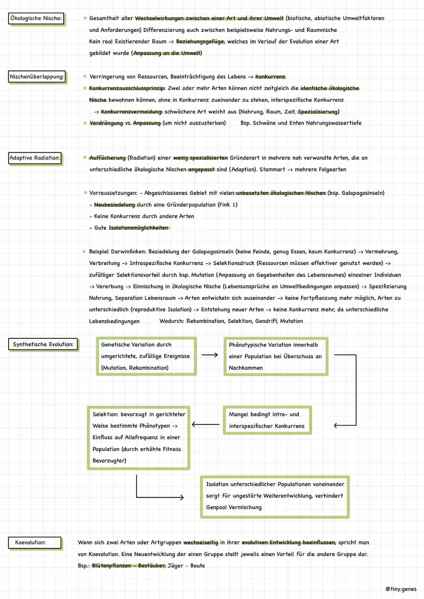 Evolutionsmechanismen
Selektionsformen:
Stabilisierende Selektion: • Selektionsdruck von beiden Seiten, der sie am häufigst vorkommende Vers