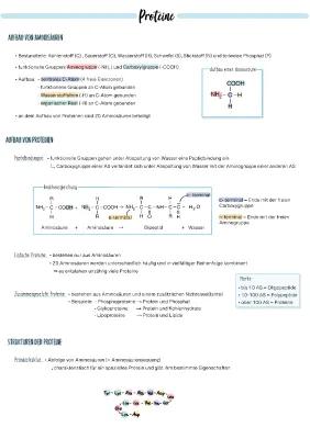 Know Proteine-Zusammenfassung  thumbnail