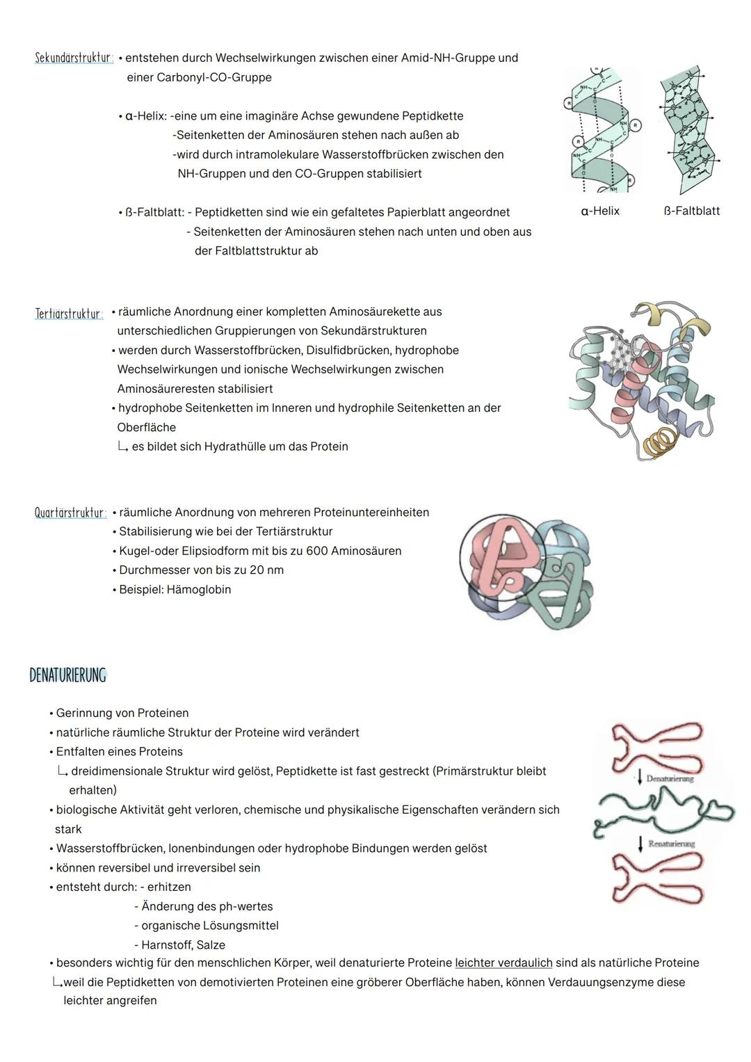 AUFBAU VON AMINOSÄUREN
Bestandteile: Kohlenstoff (C), Sauerstoff (O), Wasserstoff (H), Schwefel (S), Stickstoff (N) und teilweise Phosphat (