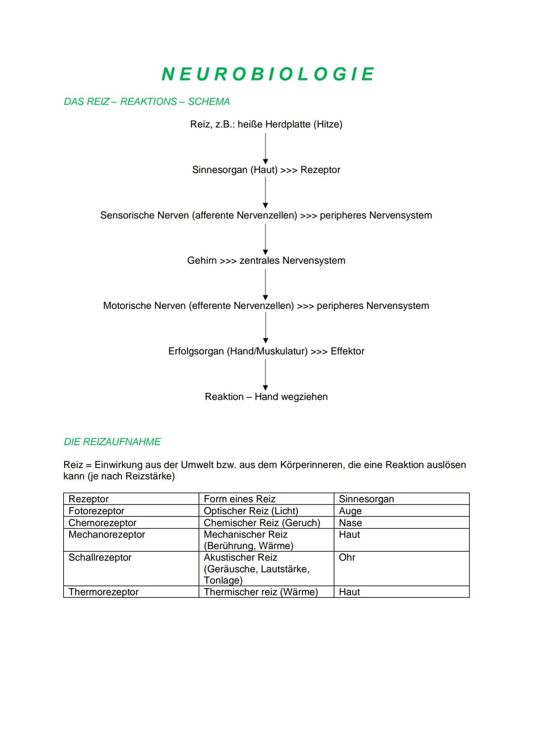 DAS REIZ-REAKTIONS- SCHEMA
NEUROBIOLOGIE
Reiz, z.B.: heiße Herdplatte (Hitze)
Sensorische Nerven (afferente Nervenzellen) >>> peripheres Ner