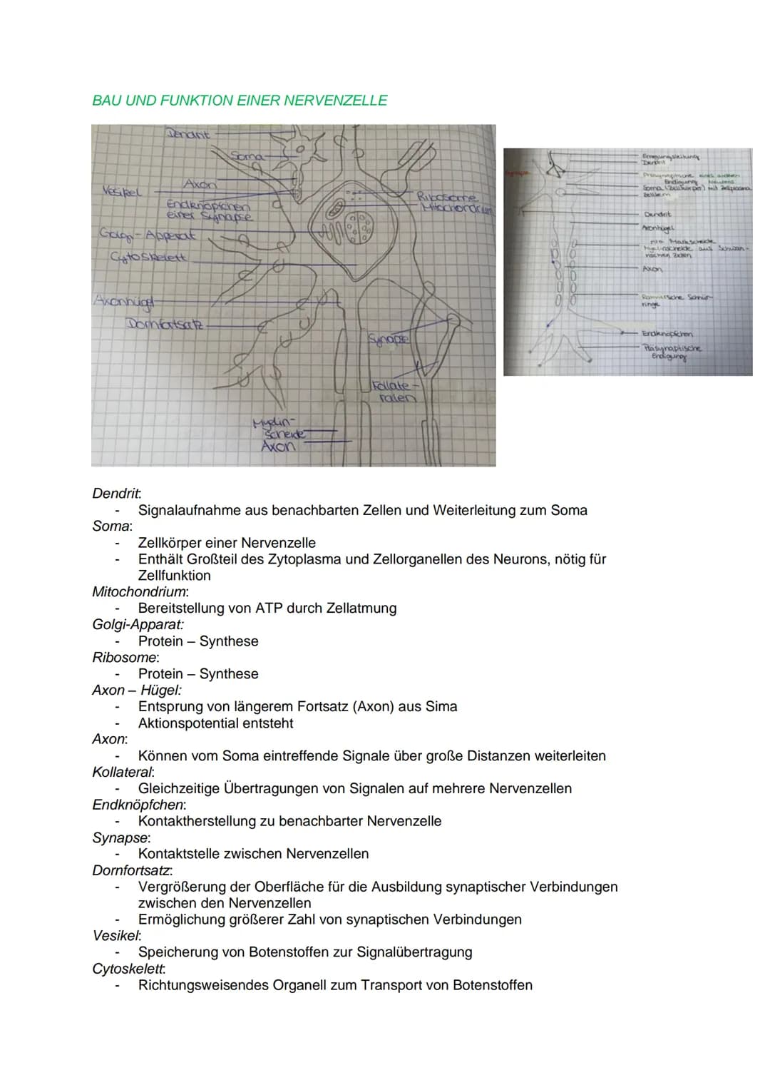 DAS REIZ-REAKTIONS- SCHEMA
NEUROBIOLOGIE
Reiz, z.B.: heiße Herdplatte (Hitze)
Sensorische Nerven (afferente Nervenzellen) >>> peripheres Ner