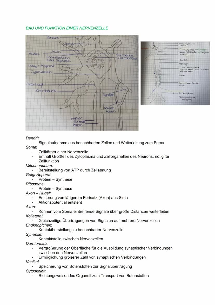 DAS REIZ-REAKTIONS- SCHEMA
NEUROBIOLOGIE
Reiz, z.B.: heiße Herdplatte (Hitze)
Sensorische Nerven (afferente Nervenzellen) >>> peripheres Ner
