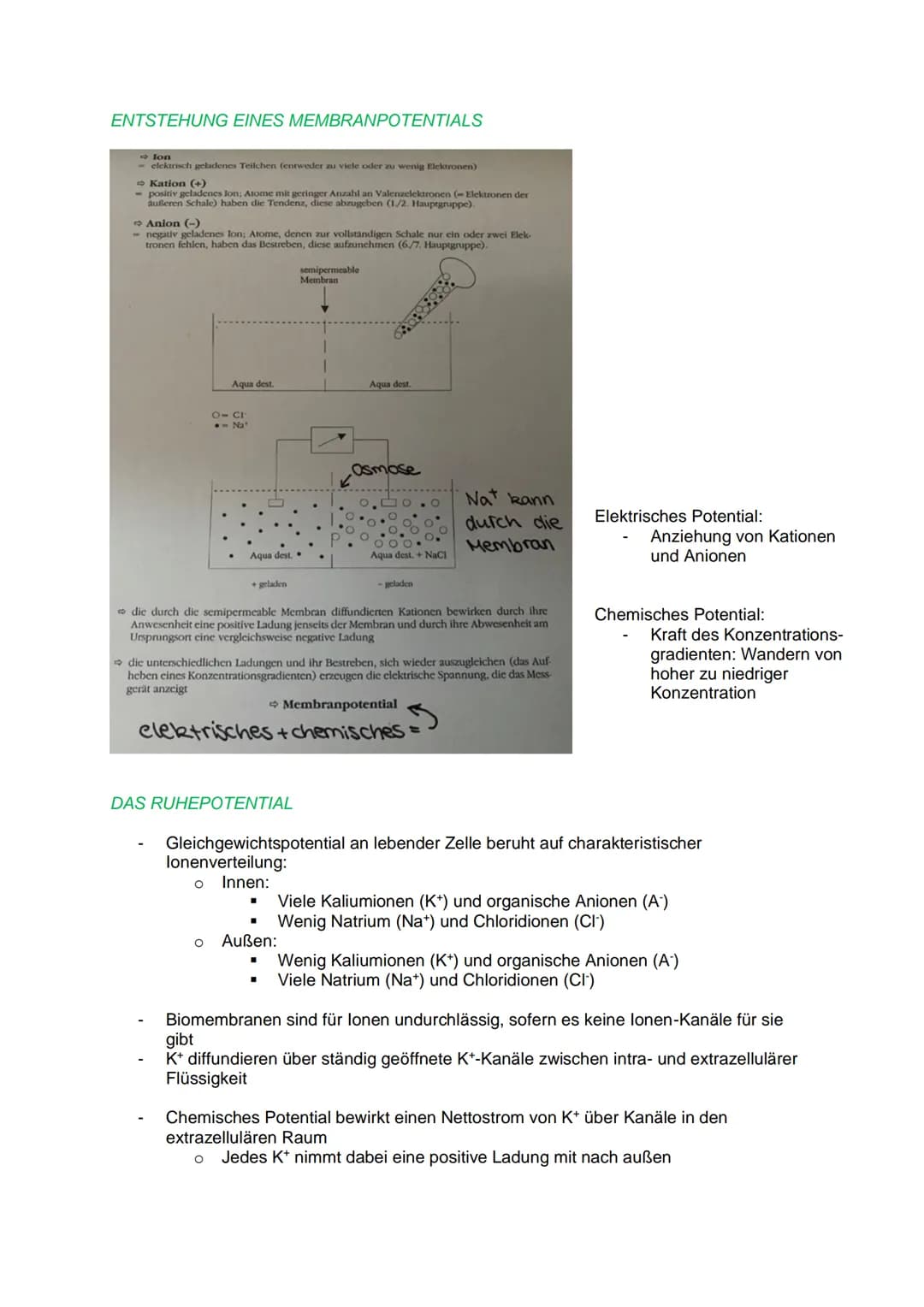 DAS REIZ-REAKTIONS- SCHEMA
NEUROBIOLOGIE
Reiz, z.B.: heiße Herdplatte (Hitze)
Sensorische Nerven (afferente Nervenzellen) >>> peripheres Ner