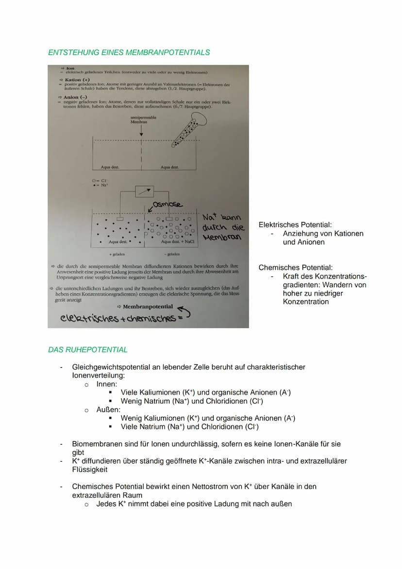 DAS REIZ-REAKTIONS- SCHEMA
NEUROBIOLOGIE
Reiz, z.B.: heiße Herdplatte (Hitze)
Sensorische Nerven (afferente Nervenzellen) >>> peripheres Ner