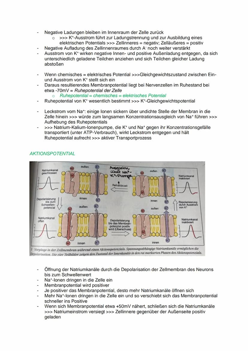 DAS REIZ-REAKTIONS- SCHEMA
NEUROBIOLOGIE
Reiz, z.B.: heiße Herdplatte (Hitze)
Sensorische Nerven (afferente Nervenzellen) >>> peripheres Ner