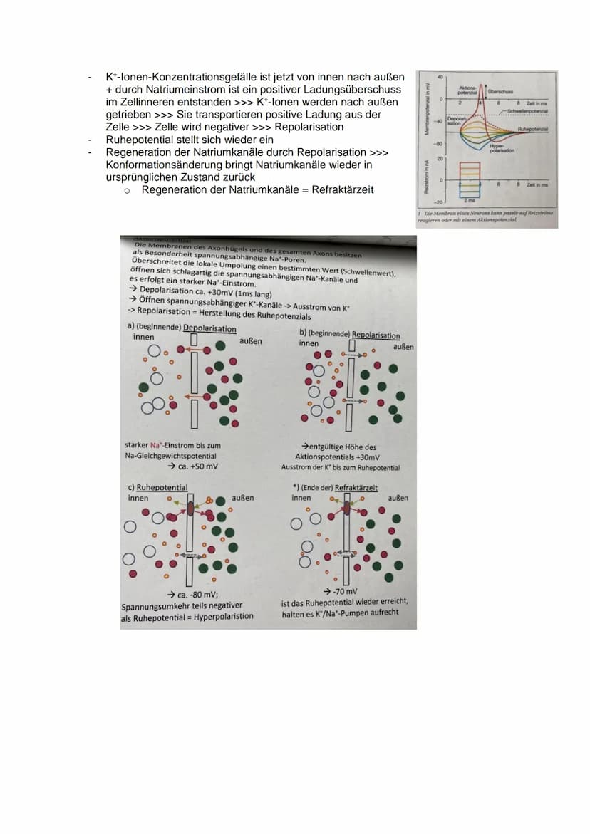 DAS REIZ-REAKTIONS- SCHEMA
NEUROBIOLOGIE
Reiz, z.B.: heiße Herdplatte (Hitze)
Sensorische Nerven (afferente Nervenzellen) >>> peripheres Ner