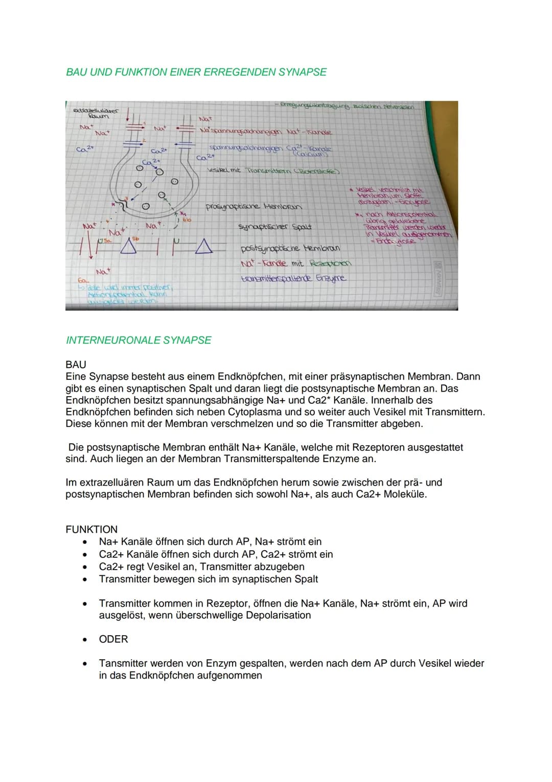 DAS REIZ-REAKTIONS- SCHEMA
NEUROBIOLOGIE
Reiz, z.B.: heiße Herdplatte (Hitze)
Sensorische Nerven (afferente Nervenzellen) >>> peripheres Ner