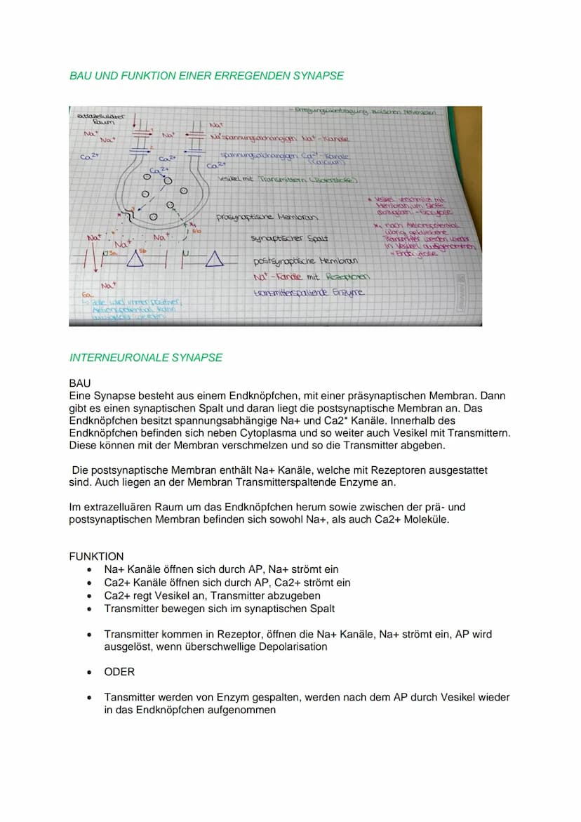 DAS REIZ-REAKTIONS- SCHEMA
NEUROBIOLOGIE
Reiz, z.B.: heiße Herdplatte (Hitze)
Sensorische Nerven (afferente Nervenzellen) >>> peripheres Ner