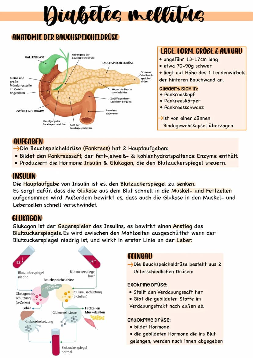 Diabetes mellituo
DEFINITION
Diabetes mellitus ist eine chronische Stoffwechselerkrankung, die dadurch entsteht das
die Insulinproduktion in